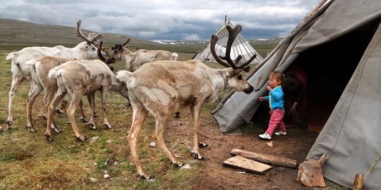 Tsaatan, suku penggembala rusa di Mongolia yang nyaris punah