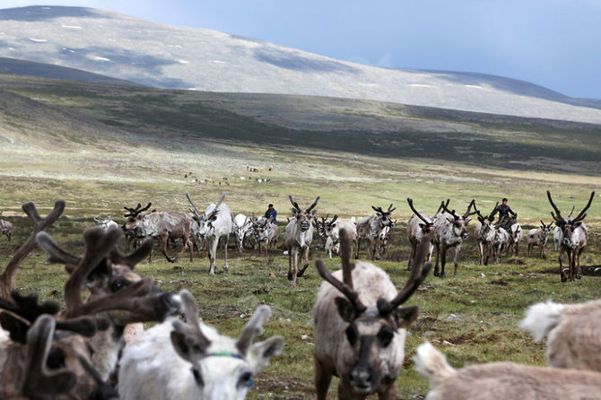 gaya hidup suku tsaatan di mongolia