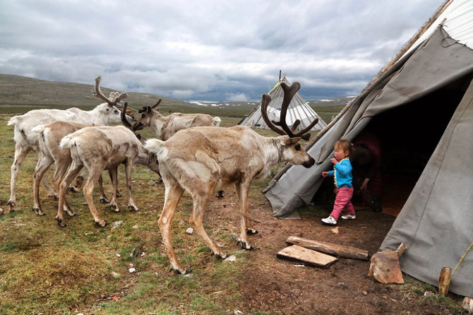 gaya hidup suku tsaatan di mongolia