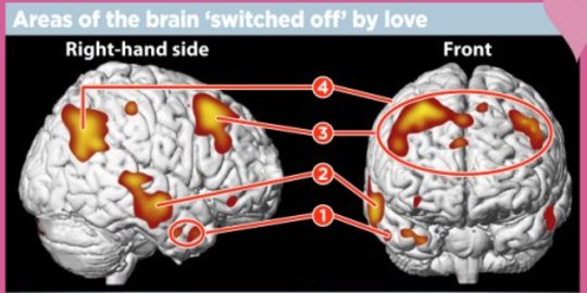 Kenali zat-zat kimia yang muncul dari tubuh ketika jatuh cinta