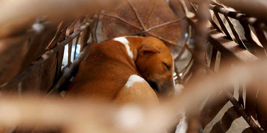 Rabies mewabah, depot daging anjing di Bali tetap ramai pembeli