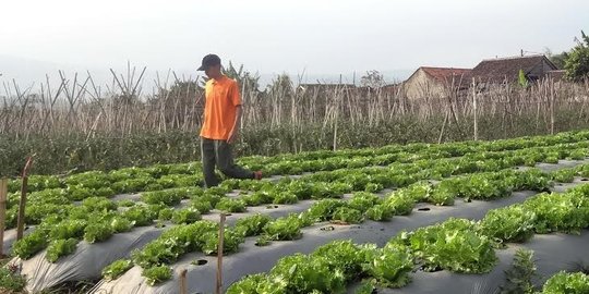 Bertani sayur di Bandung menjanjikan Dodih ogah bekerja 