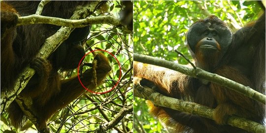 Ketahuan makan tupai, orangutan Indonesia berubah jadi predator?