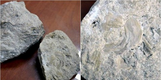 Ilmuwan temukan fosil tertua, disebut 'harta karun' umat manusia