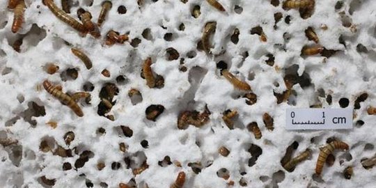 Larva kumbang bisa uraikan sampah plastik yang membahayakan dunia