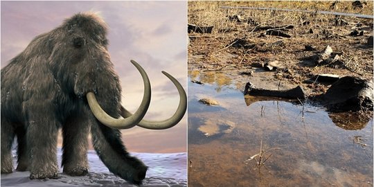 Kuburan massal gajah  dan  badak purba  ditemukan di Siberia 