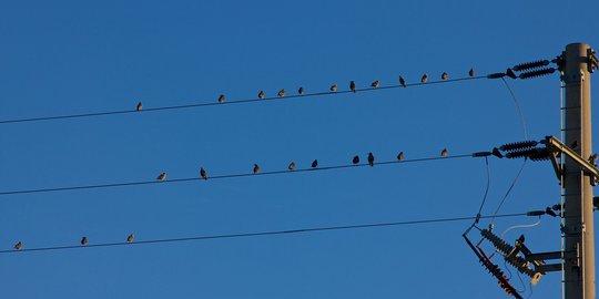 Mengapa burung tak kesetrum saat nongkrong di kabel listrik?