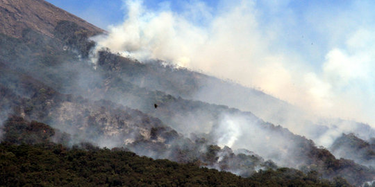 Gunung Dempo terbakar lagi, 8 hektare hutan lindung hangus