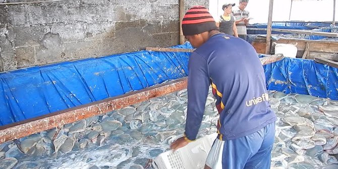 Nelayan Cilacap panen ratusan ton ubur-ubur