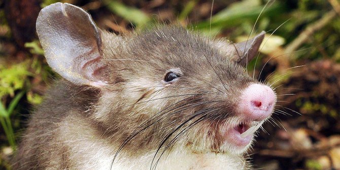 Wujud unik tikus berhidung babi, spesies baru dari Sulawesi