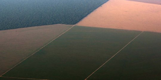 Pandangan udara luasnya lahan kedelai di hutan Amazon