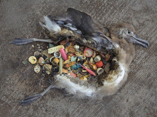 bangkai burung albatros di midway atoll