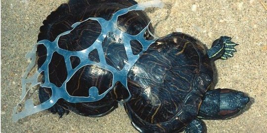tumbuh abnormal karena terjerat sampah