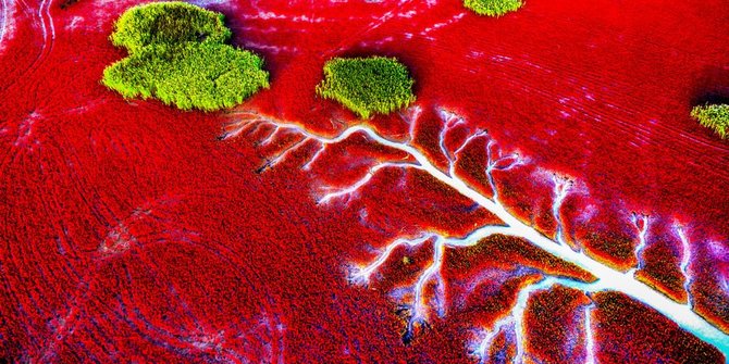 Pantai di China mendadak berubah jadi merah darah saat musim gugur