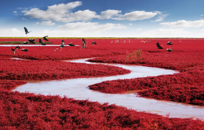 pantai merah panjin china