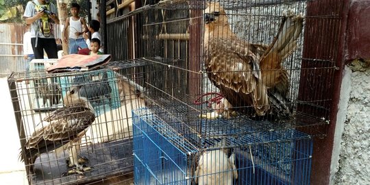 2 Warga Depok Penjual Elang Liar Berang Berang Dan Landak