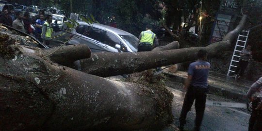 2 Pohon tumbang di depan ITB timpa 6 mobil keluaran baru