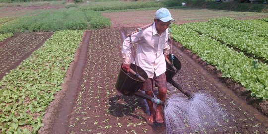 Tahun depan, pemerintah beri subsidi asuransi petani