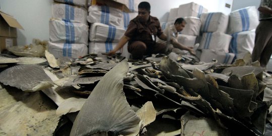 Ini 3.000 sirip hiu yang hendak diselundupkan ke Hong Kong