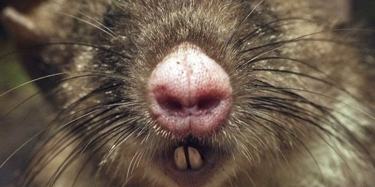 Tikus bermoncong babi ditemukan di Sulawesi, pertama di dunia!