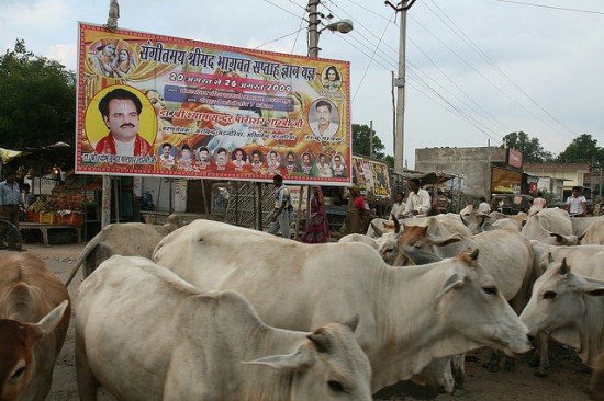 ritual diinjak sapi di india