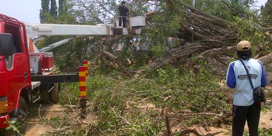 Beringin di Alun alun Batang ambruk karena pengambilan keris pusaka