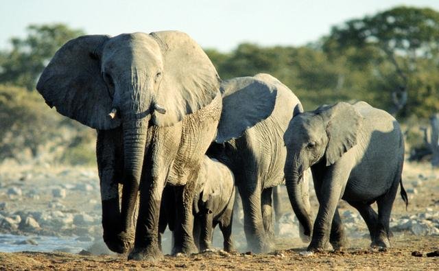 gajah afrika