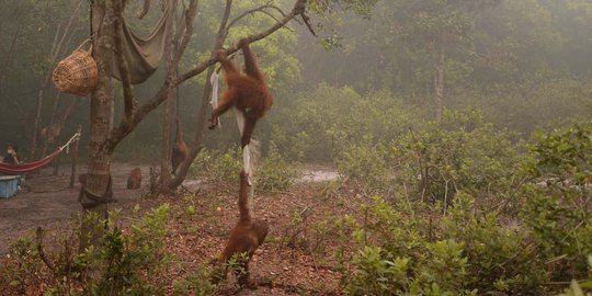 Meratapi kehidupan orang utan di Kalimantan terancam kabut asap