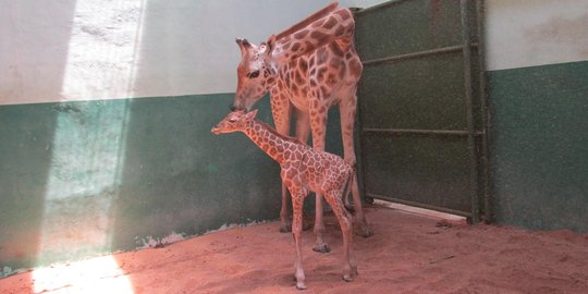 Bayi Jerapah imut ini jadi pusat perhatian pengunjung Taman Safari
