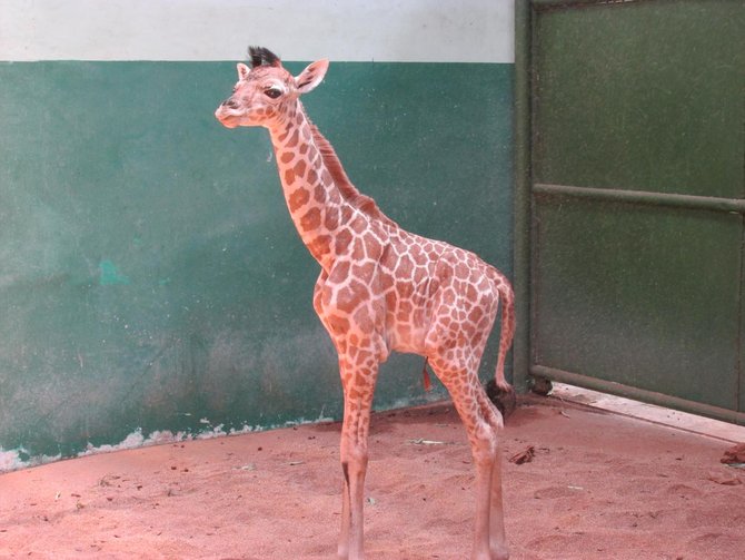 bayi jerapah taman safari indonesia