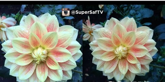 [Video] Ini hasil foto iPhone 6s Plus dan Xperia Z5, siapa terbaik?