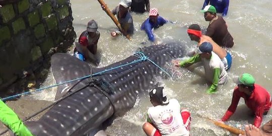 Hiu tutul mati jadi tontonan warga, nelayan tarik uang sukarela