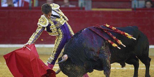 Gaya santai matador El Juli hindari serudukan tanduk tajam banteng