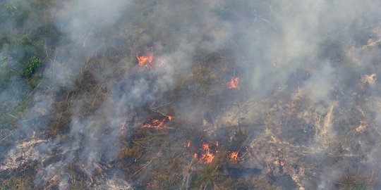 Cengkraman perusahaan asing di balik kebakaran hutan di Indonesia