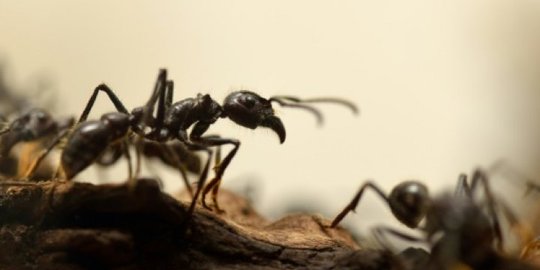 hilang di hutan pria ini makan semut hitam rev3
