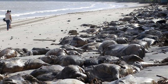 Ribuan bangkai sapi terdampar di pantai Brasil