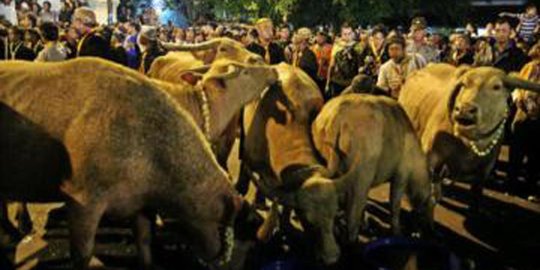 1 Suro, Keraton Surakarta kirab 9 kebo bule dan 9 pusaka