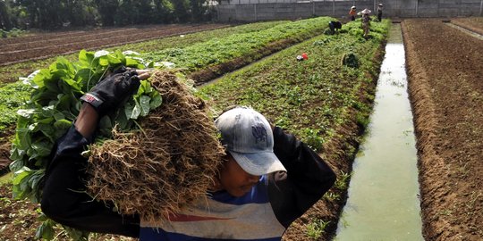 Memanfaatkan lahan kosong untuk bertani bayam