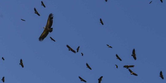 Oktober, waktu pas buat lihat ribuan burung di langit Bandung