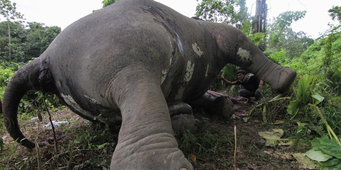 2 Gajah diduga diracun ditemukan tewas di Aceh Jaya