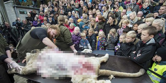 Kebun binatang di Denmark kuliti dan potong-potong tubuh singa