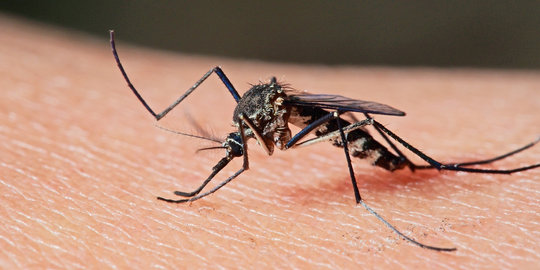 Wah, nyamuk malaria ternyata doyan bau keringat manusia