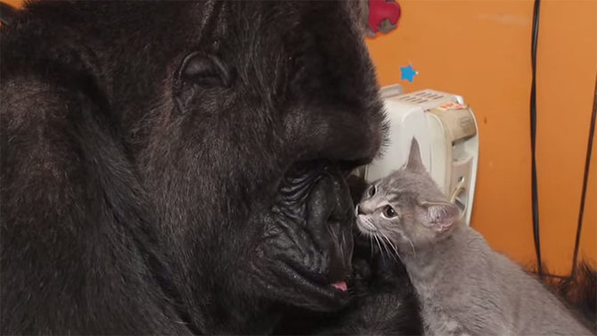 koko si gorila pintar dan anak kucingnya