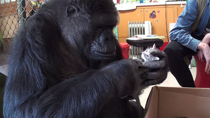 koko si gorila pintar dan anak kucingnya