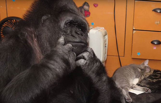 koko si gorila pintar dan anak kucingnya