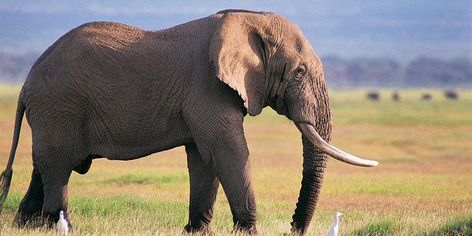 Turis Jerman tembak mati  gajah  terbesar di Zimbabwe 
