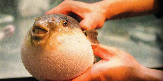 Ikan fugu kini mulai dimanfaatkan sebagai obat bius