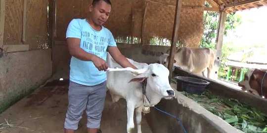 Gatot Kaca, sapi berkaki 5 asal Pati