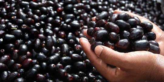 6 Manfaat sehat tak terduga dari buah jamblang (juwet)