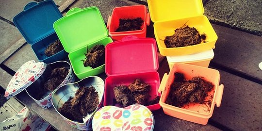 pengiriman kotoran kuda rev1